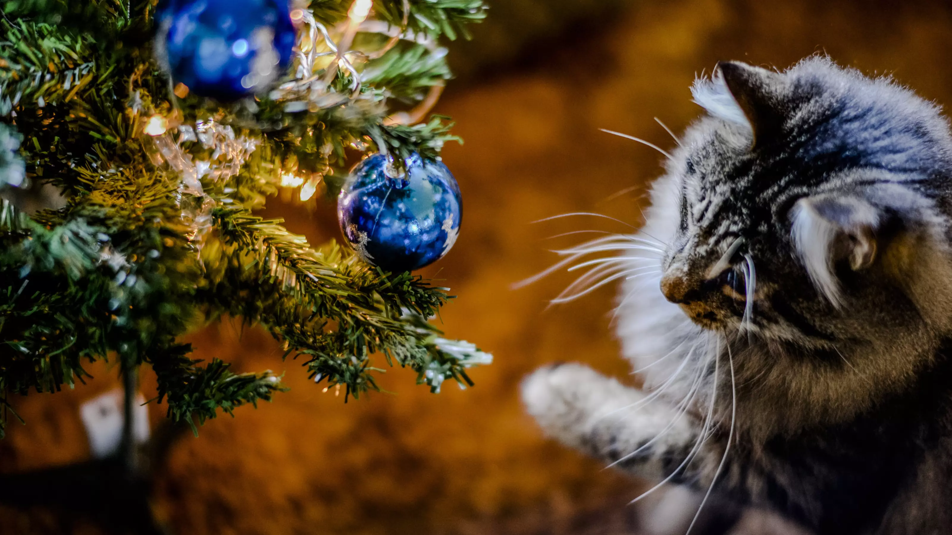 Cats eating christmas tree best sale